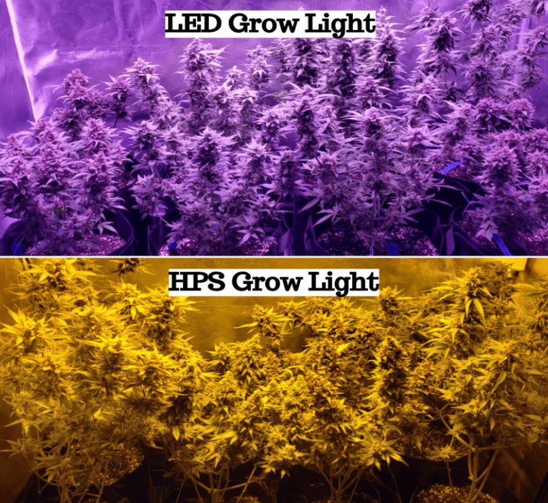 led grow light